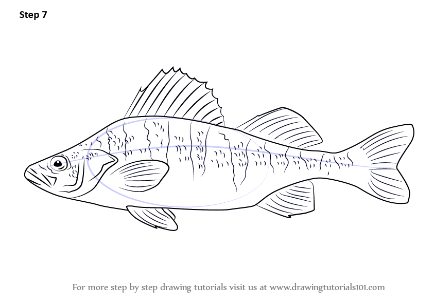 Learn How to Draw a Yellow perch (Fishes) Step by Step Drawing Tutorials