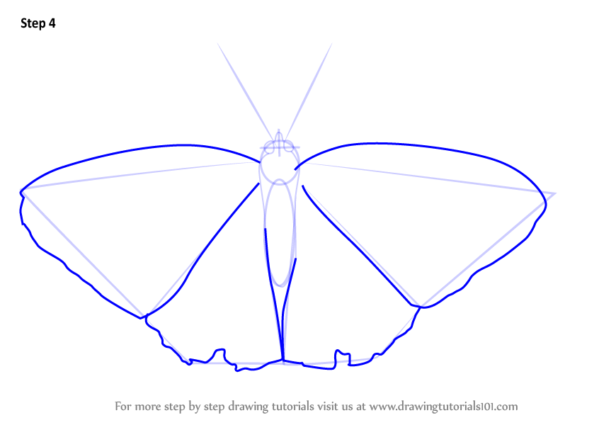 How to Draw a Beautiful Butterfly (Insects) Step by Step