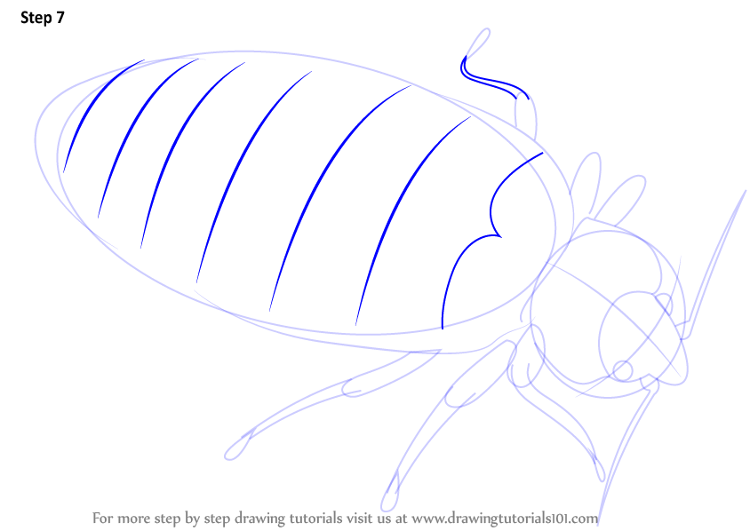 How to Draw a Bed Bug (Insects) Step by Step