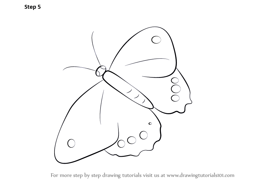 How to Draw a Butterfly (Insects) Step by Step
