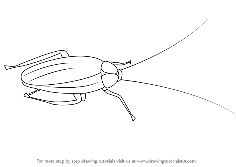 Learn How to Draw a Cockroach (Insects) Step by Step Learn How to Draw a Cockroach (Insects) Step by Step