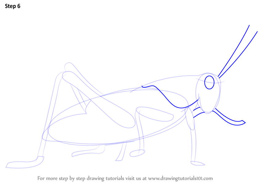 How to Draw a (Insects) Step by Step