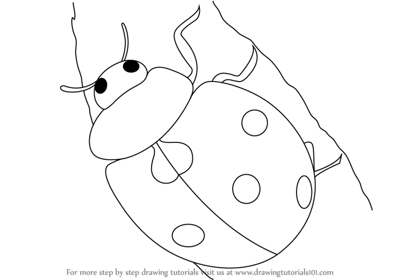 Learn How to Draw a Ladybug (Insects) Step by Step Drawing Tutorials