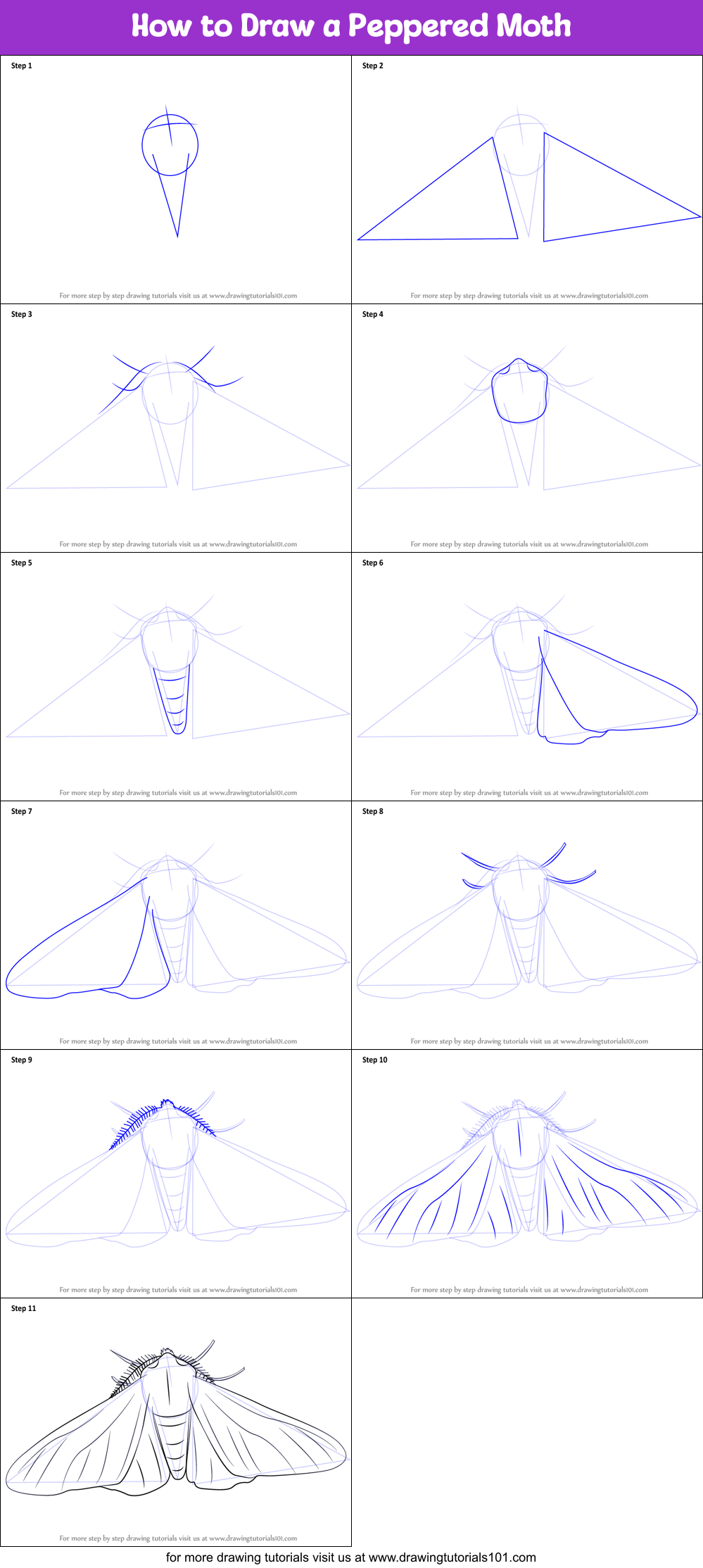 How to Draw a Peppered Moth (Insects) Step by Step