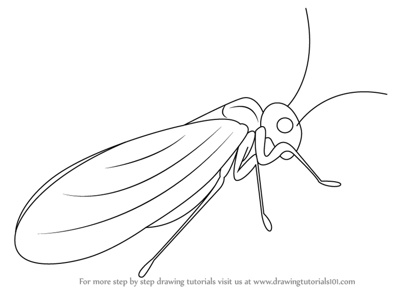 Learn How to Draw a Psocoptera (Insects) Step by Step Drawing Tutorials Learn How to Draw a Psocoptera (Insects) Step by Step Drawing Tutorials