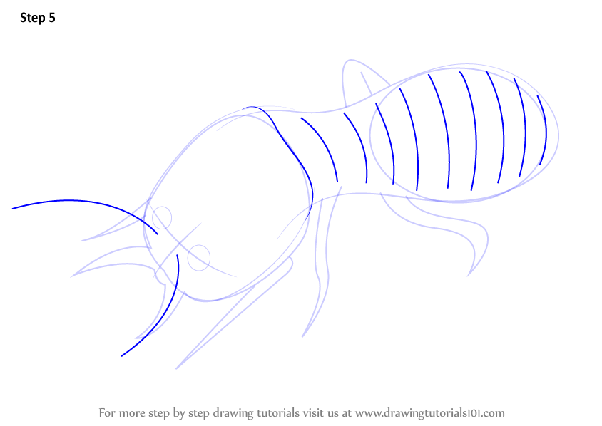 Learn How to Draw a Termite (Insects) Step by Step Drawing Tutorials