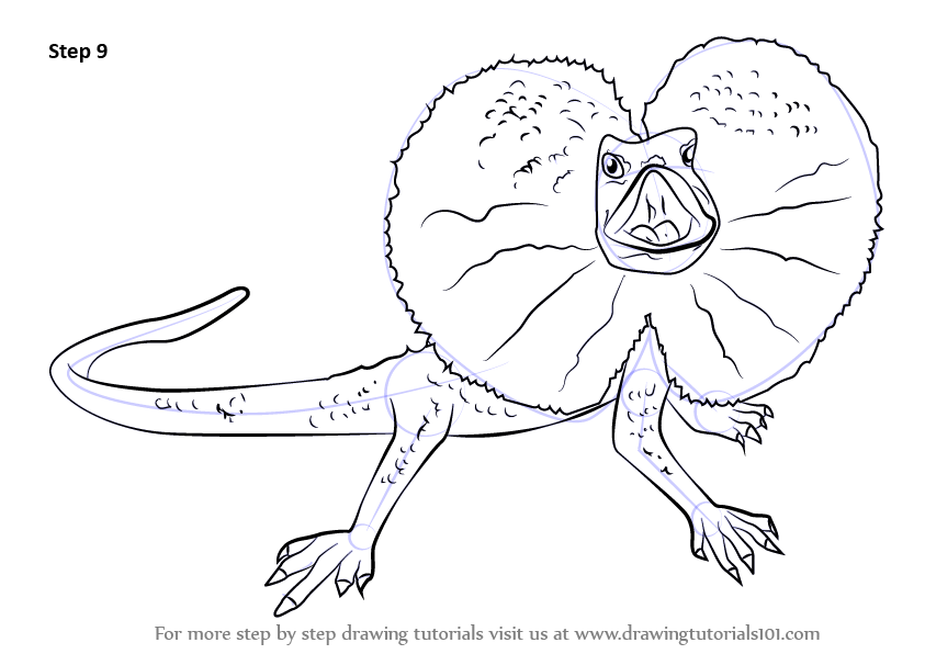 Learn How to Draw a Frilled Lizard (Lizards) Step by Step Drawing