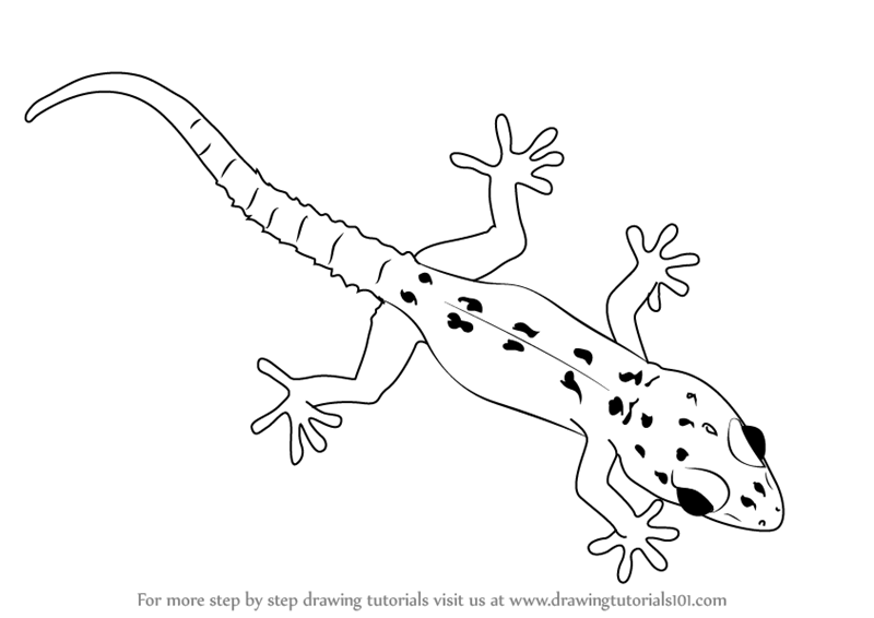How to Draw a Gecko (Lizards) Step by Step