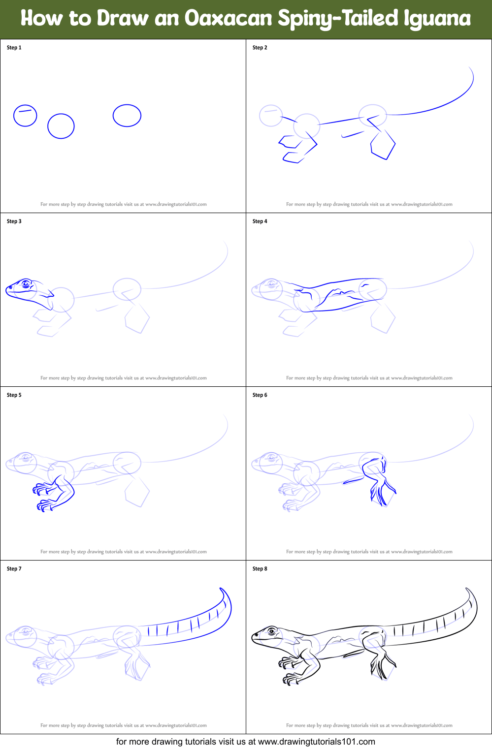 How to Draw an Oaxacan SpinyTailed Iguana printable step by step drawing sheet