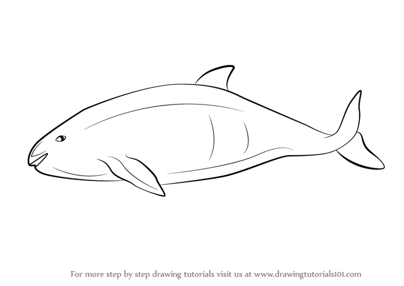 How to Draw a Vaquita (Marine Mammals) Step by Step