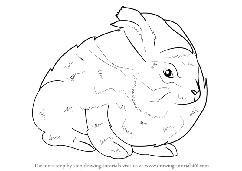 Learn How to Draw an Angora Rabbit (Other Animals) Step by Step