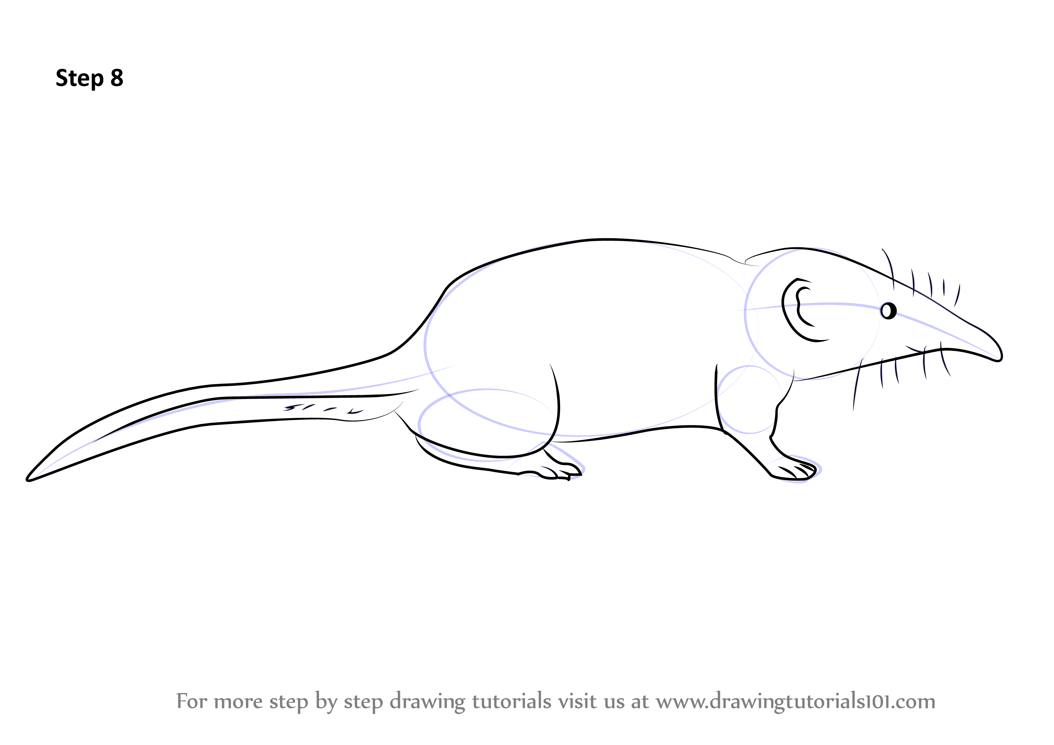 How to Draw a Pygmy Shrew (Other Animals) Step by Step