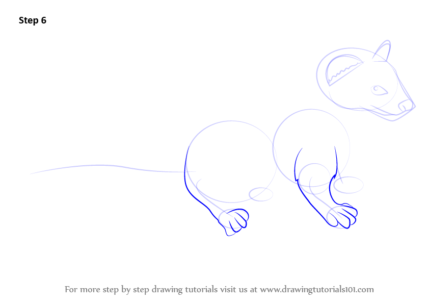 Step by Step How to Draw a Weasel