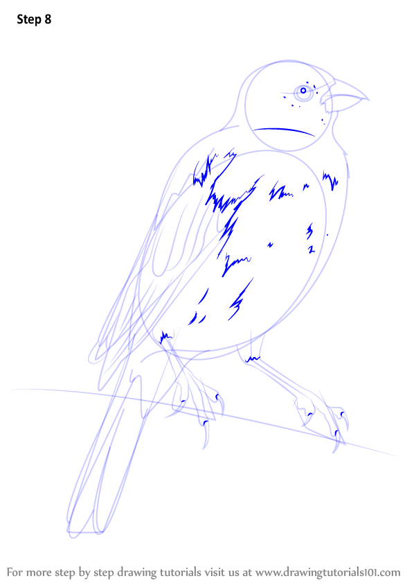 Learn How to Draw a Parakeet (Parrots) Step by Step Drawing Tutorials