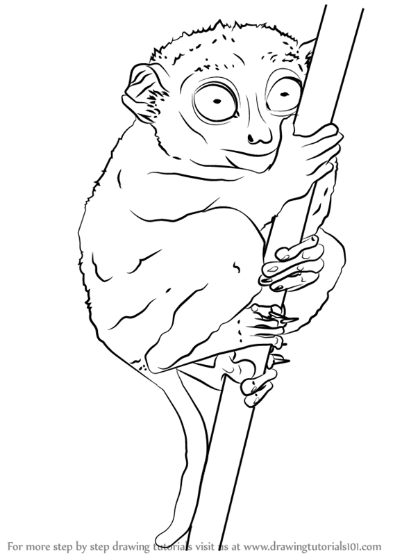 Learn How to Draw a Philippine Tarsier (Primates) Step by Step Drawing Tutorials