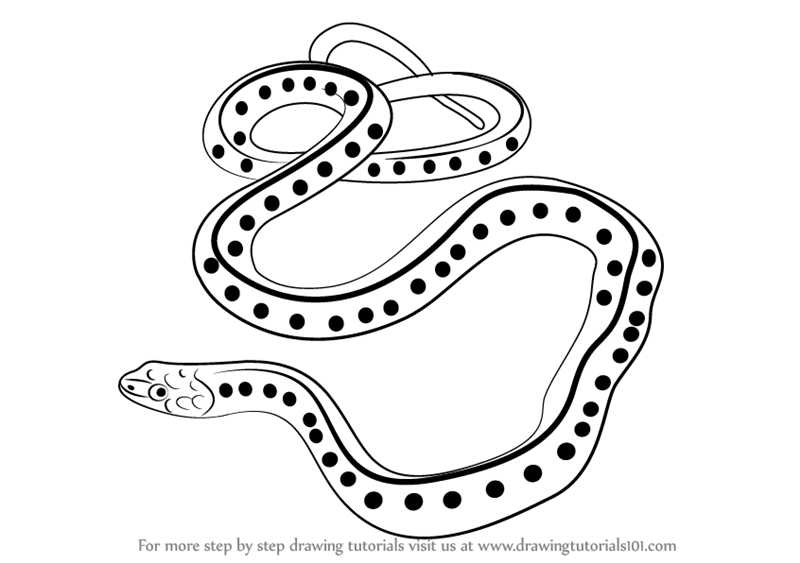How to Draw a Common Garter Snake (Reptiles) Step by Step