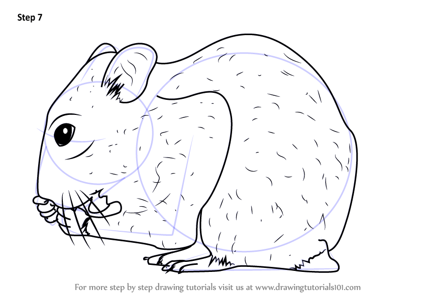 Learn How to Draw a Golden hamster (Rodents) Step by Step