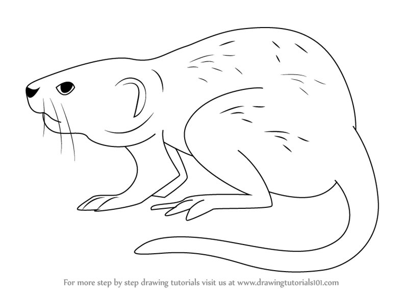 Learn How To Draw A Muskrat (Rodents) Step By Step : Drawing Tutorials