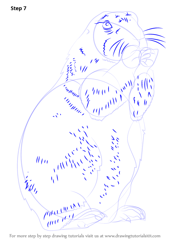 How to Draw a Prairie Dog (Rodents) Step by Step