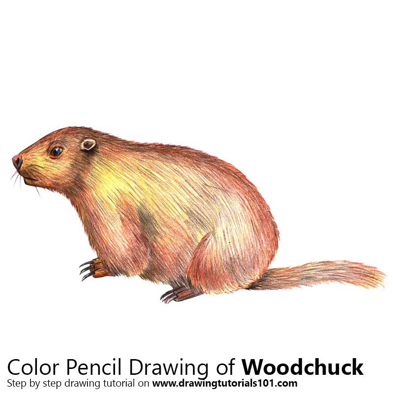 How to Draw a Woodchuck (Rodents) Step by Step