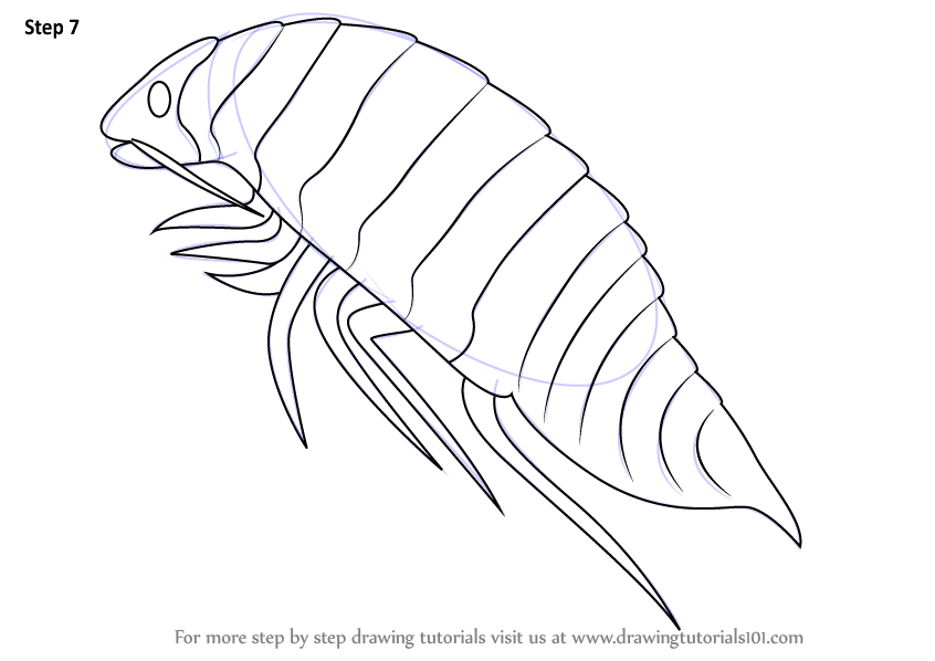 How to Draw a Isopoda (Sea Water Animals) Step by Step