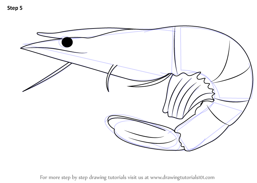 Step by Step How to Draw a Prawn