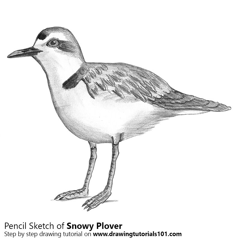 Snowy Plover Pencil Drawing How to Sketch Snowy Plover using Pencils