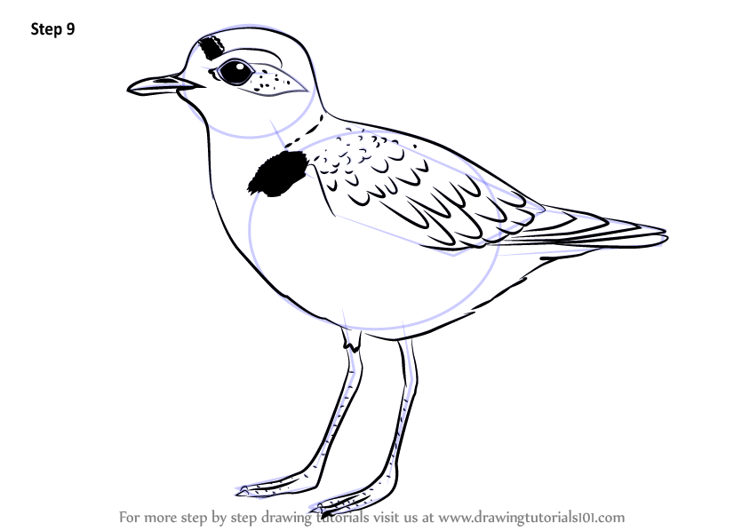 Learn How to Draw a Snowy Plover (Shorebirds) Step by Step Drawing Tutorials