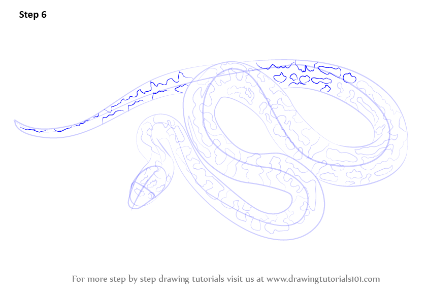 How to Draw a Spotted Python (Snakes) Step by Step