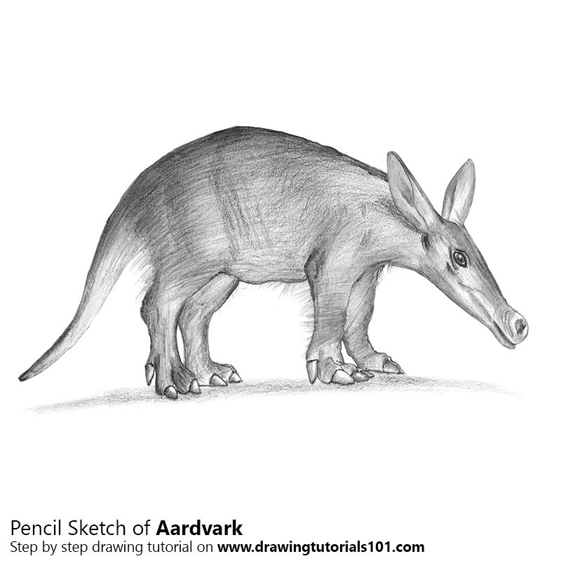 Aardvark Pencil Drawing How to Sketch Aardvark using Pencils