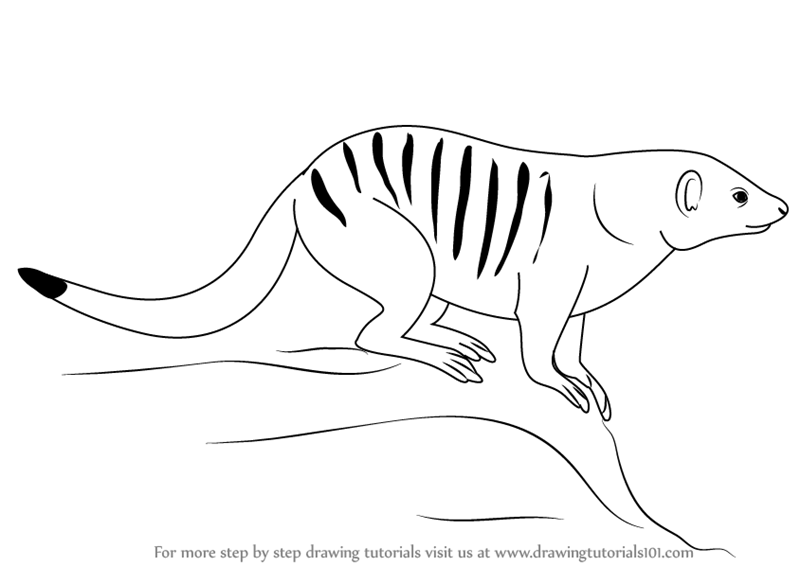 Step by Step How to Draw a Banded Mongoose
