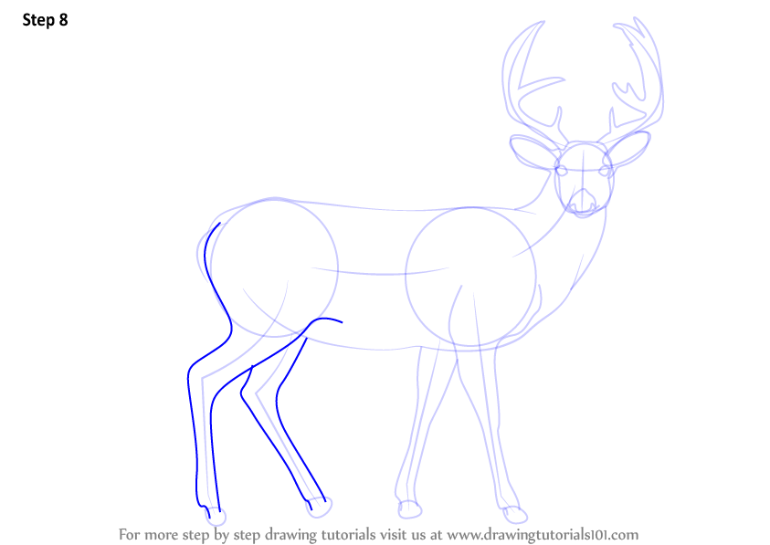 Learn How to Draw a Buck Deer (Wild Animals) Step by Step
