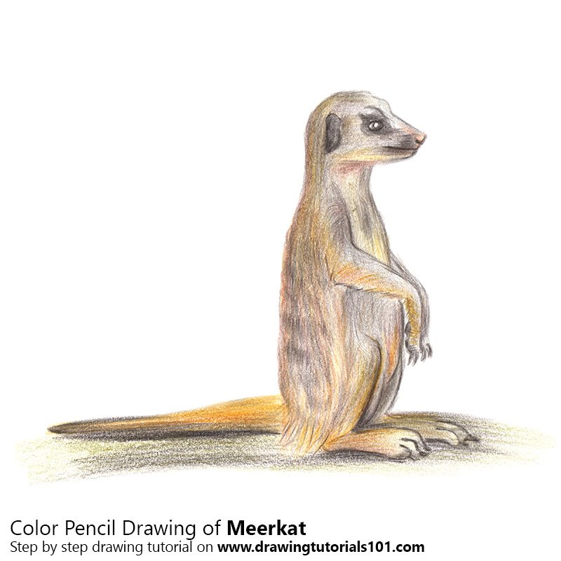 Meerkat Colored Pencils Drawing Meerkat with Color Pencils