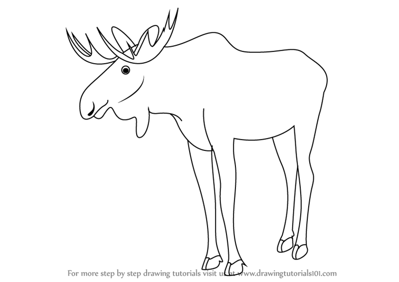 Learn How to Draw a Moose (Wild Animals) Step by Step Drawing Tutorials