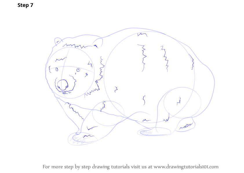 Step by Step How to Draw a Wombat