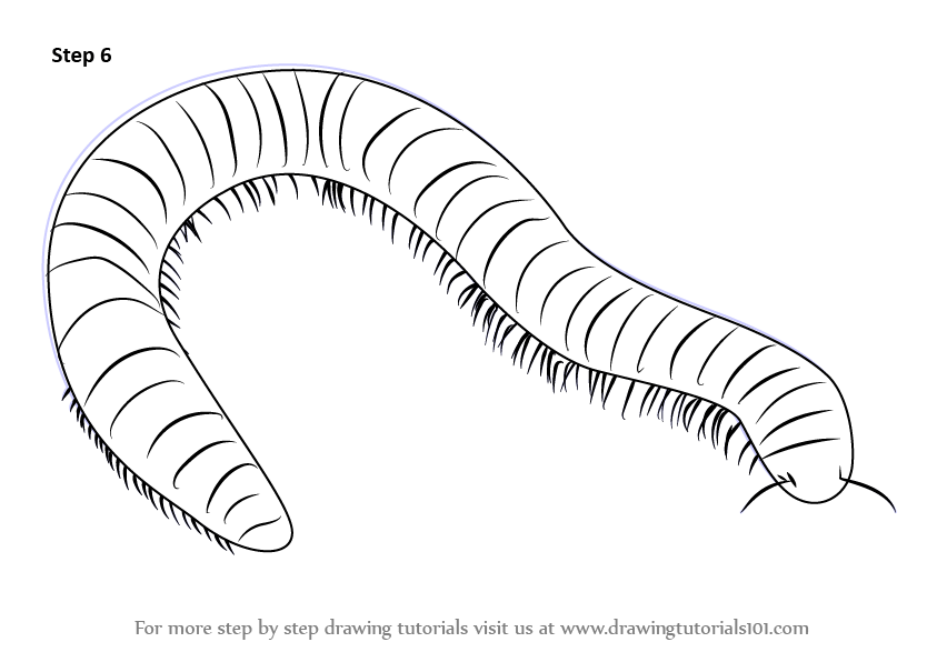 How to Draw a Millipede (Worms) Step by Step