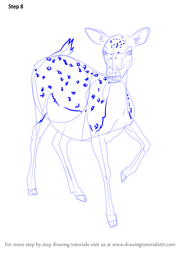 Step by Step How to Draw a Baby Deer