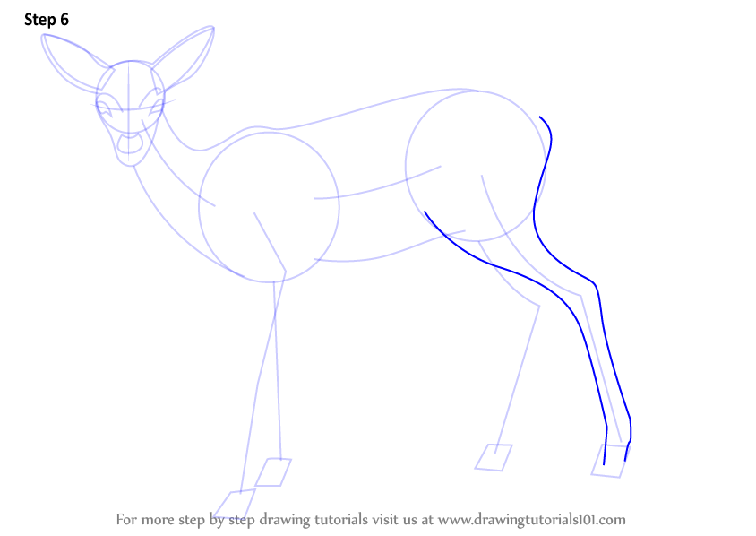 Step by Step How to Draw a Baby Deer aka Fawn