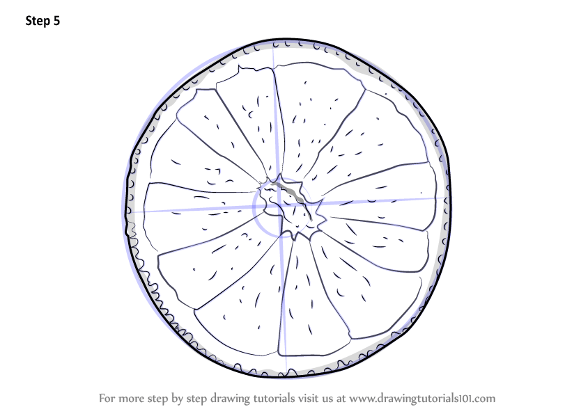 Learn How to Draw an Orange Slice (Fruits) Step by Step Drawing Tutorials