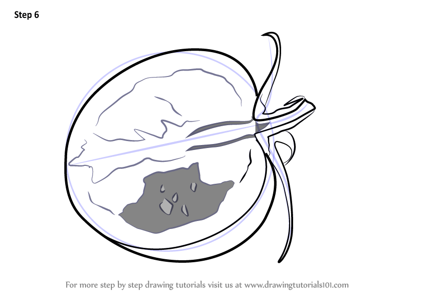 Learn How to Draw a Sliced Tomato (Vegetables) Step by Step Drawing Tutorials