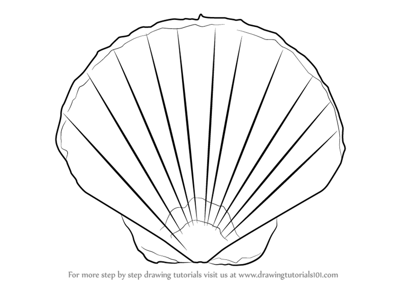 How to Draw a Seashell (Everyday Objects) Step by Step