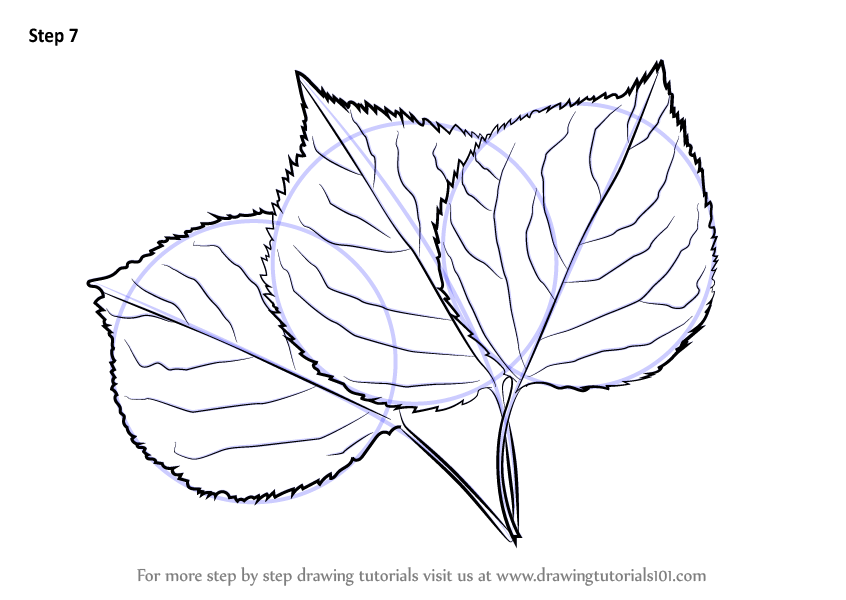 How to Draw Leafs (Plants) Step by Step
