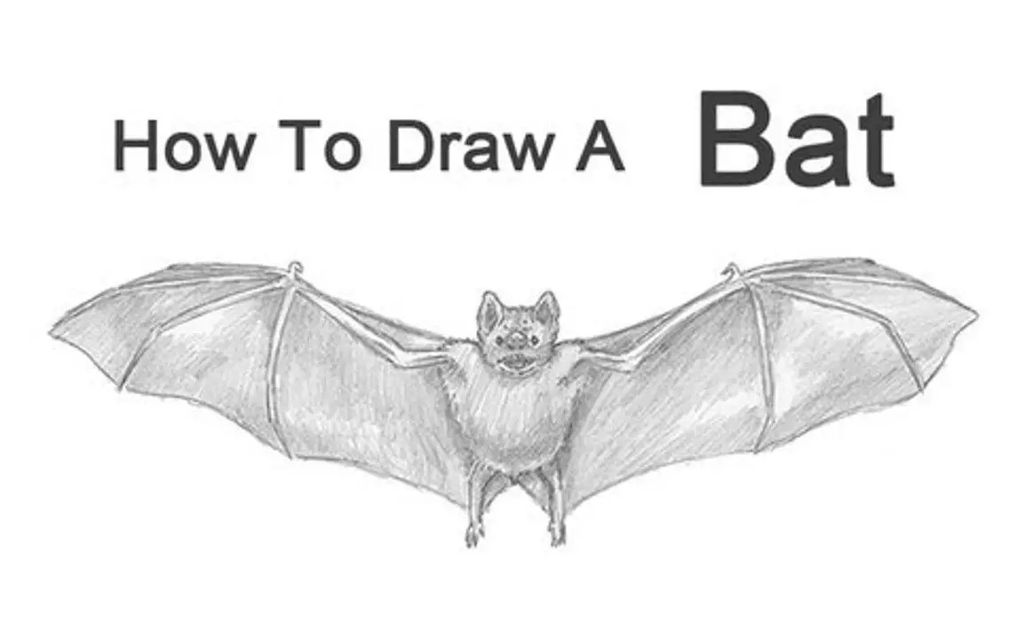How to Draw a Realistic Bat Sander Waspupperen87