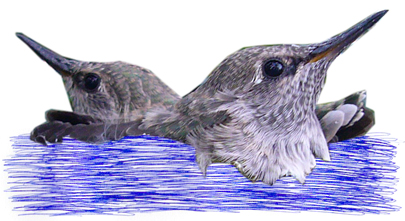 HummingBirdsDM.jpg