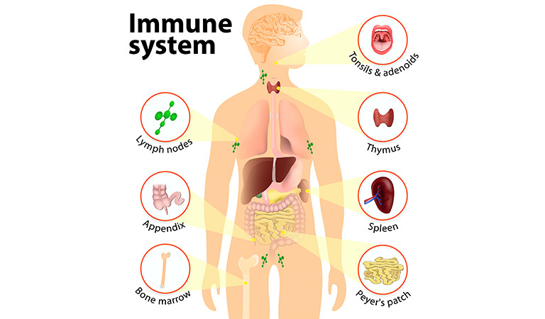 Tips to improve your immune system Dr Batra’s™