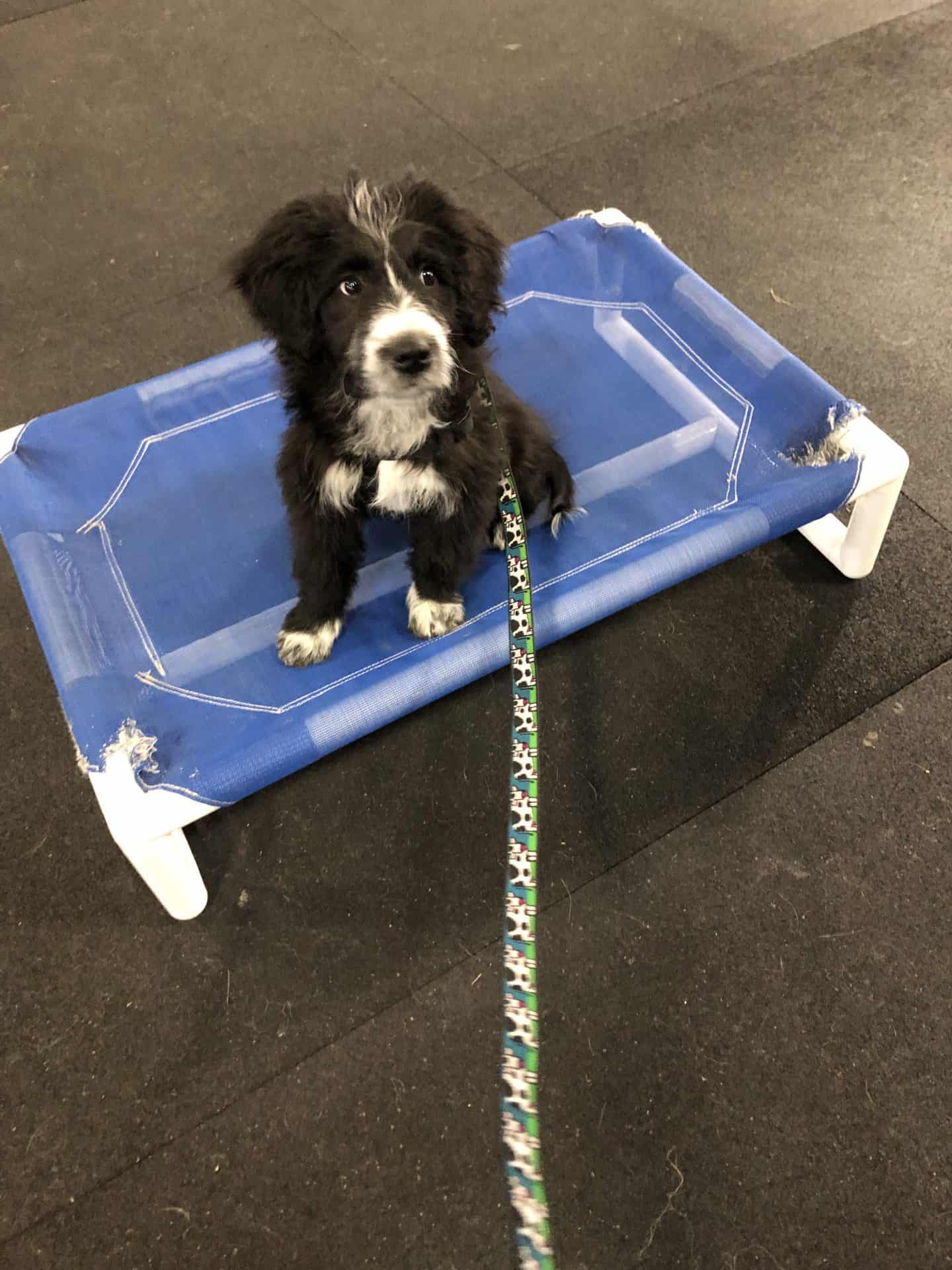 Puppy Class 101 The Importance of Going to Puppy Class. Dr. Carol