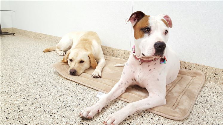 Doggy Daycare Fun San Jose Dr. Dave's Doggy Daycare