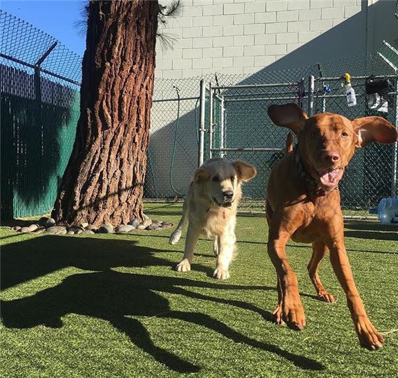 Environmentally Conscious Pet Boarding Centers in San Jose