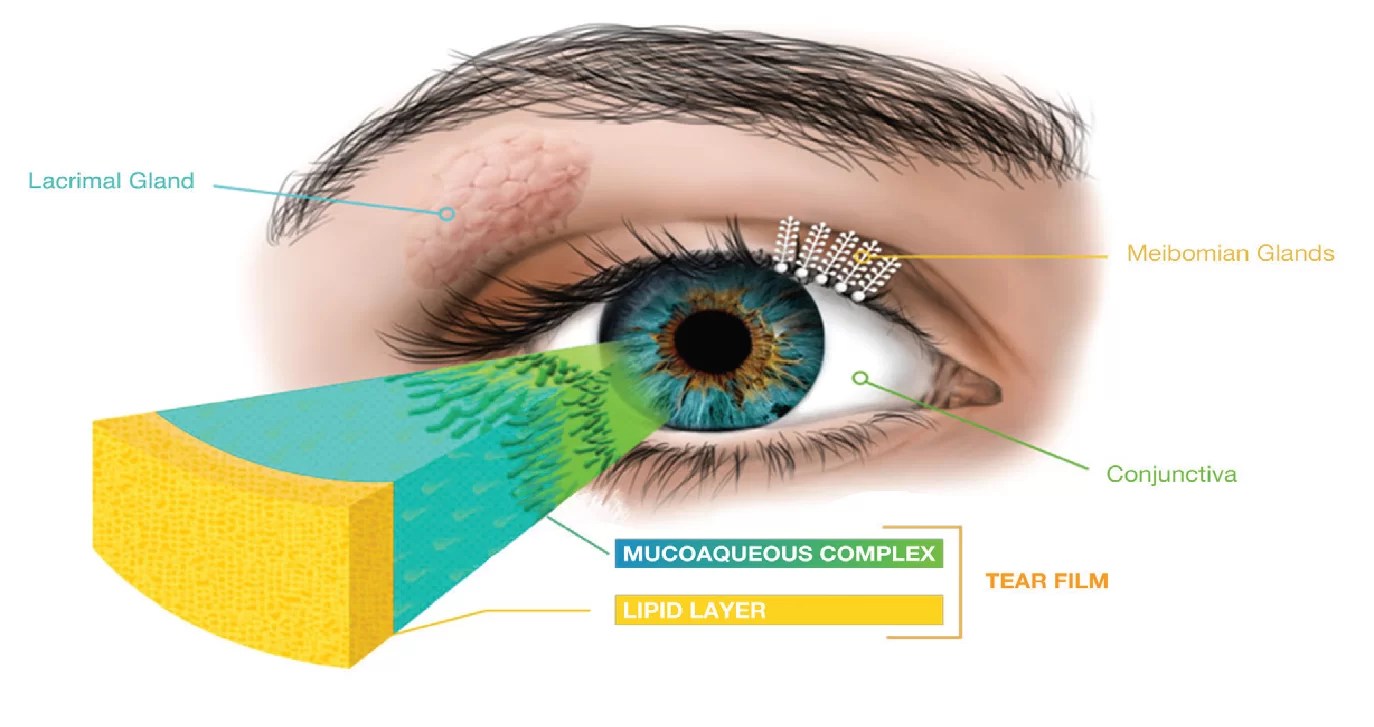 Dry Eyes and Meibomian Gland Dysfunction Dr Goh