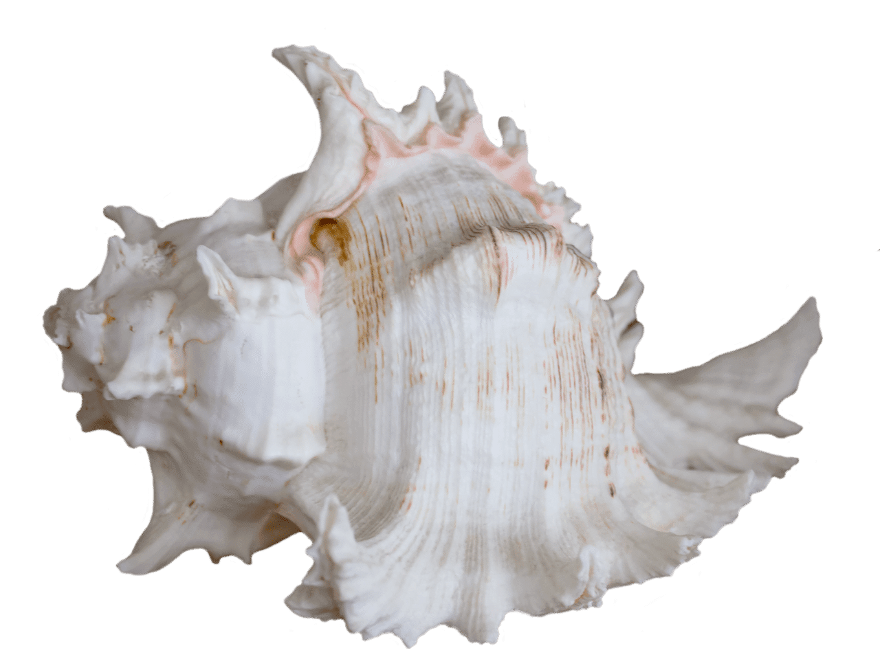 Seashell Dream meaning